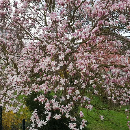 Messe Cgn-dus Studio-wohnung Fuer 2-4; Zumietung Bis 8 Personen Moeglich Baumberg