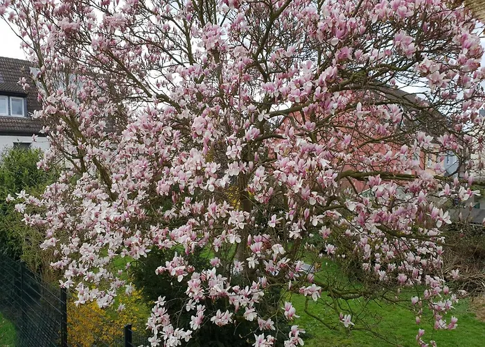Messe Cgn-dus Studio-wohnung Fuer 2-4; Zumietung Bis 8 Personen Moeglich Baumberg